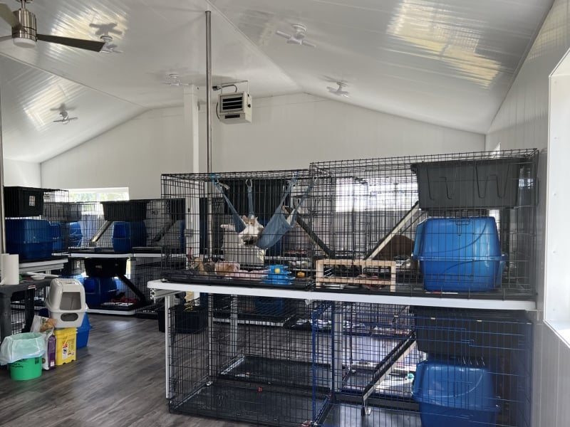 Cats Staying warm inside of a SIP Built Rescue Center